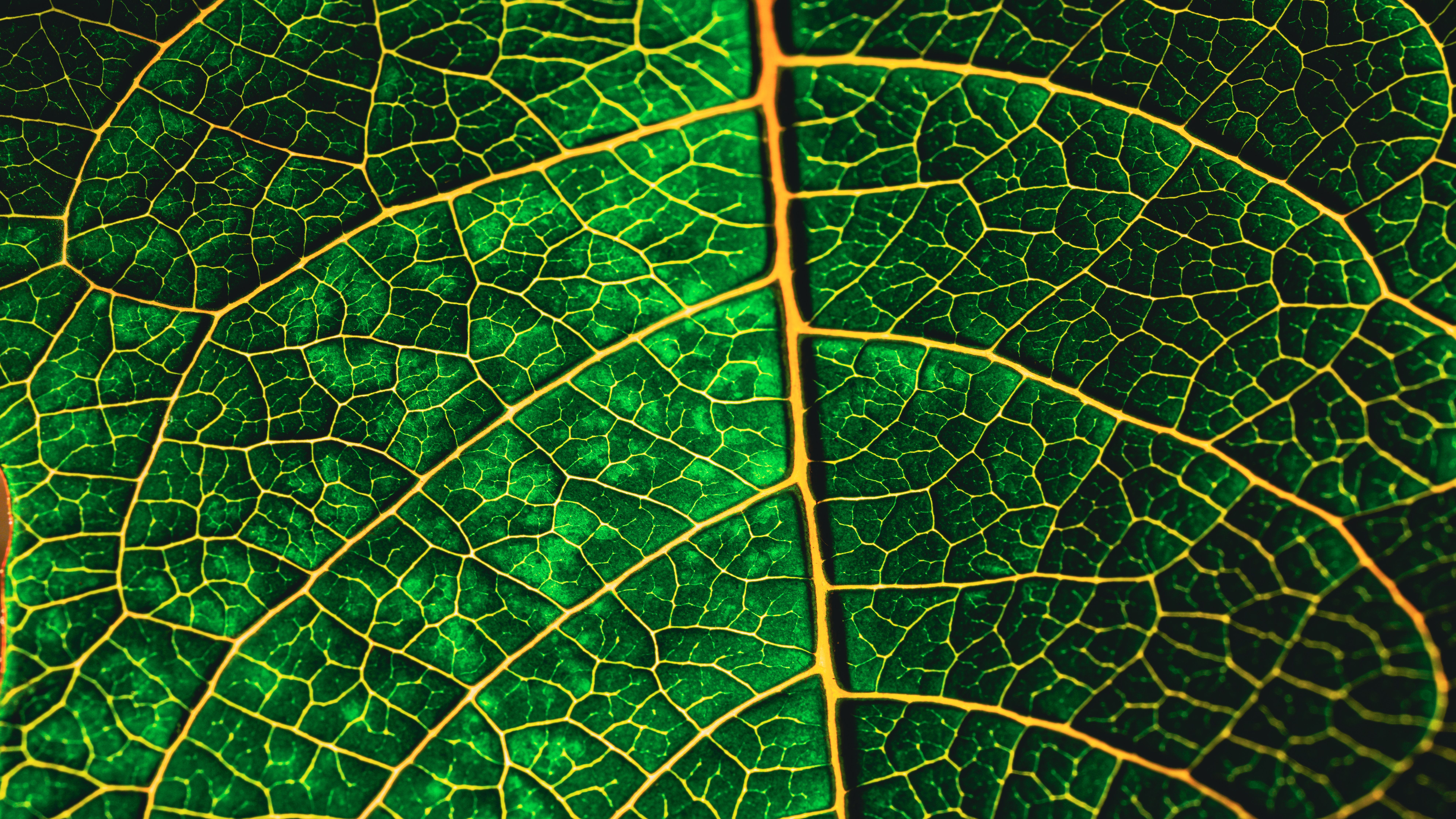 Chlorophyll Chlorophyll