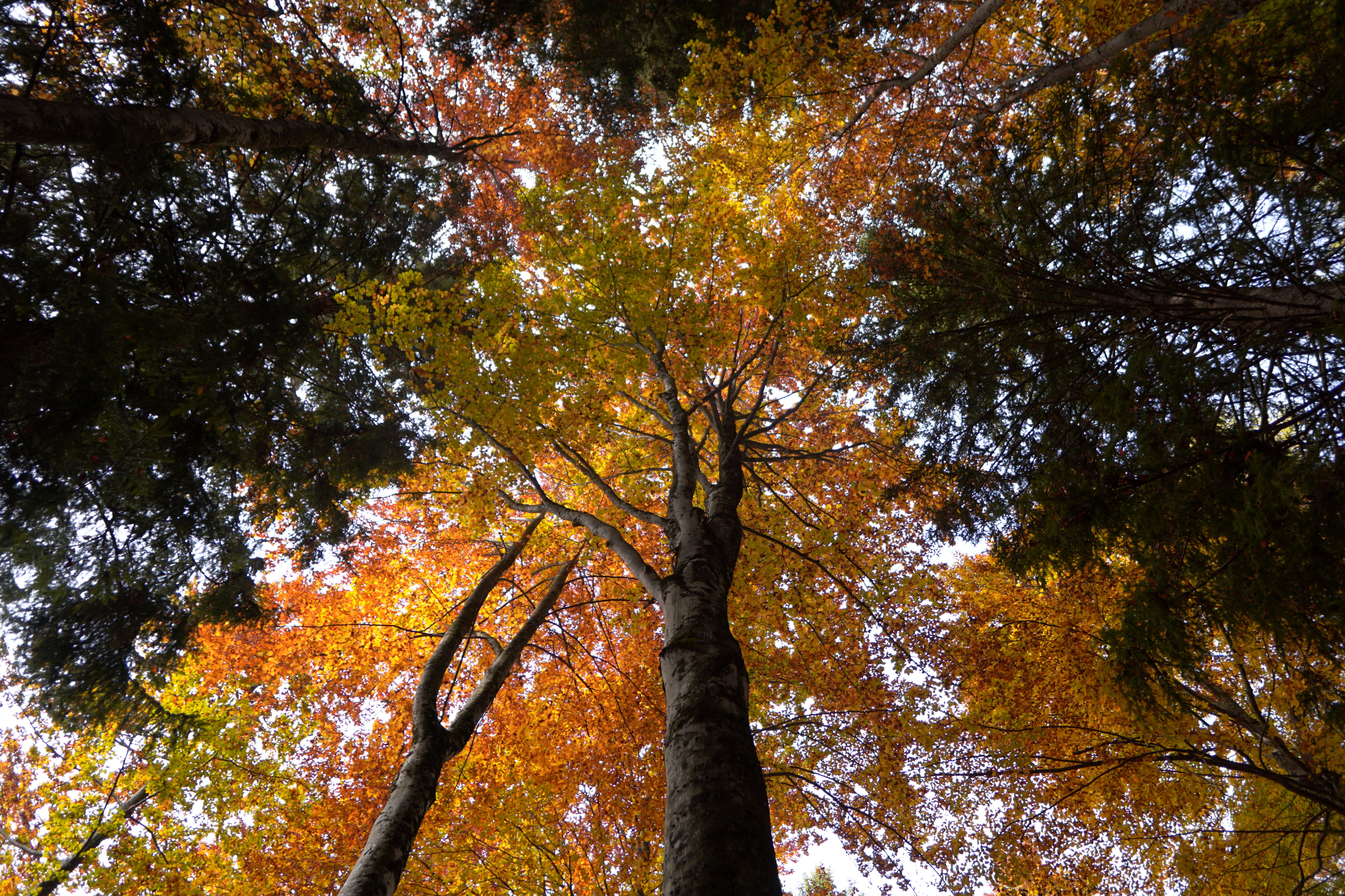 Fall trees Fall trees