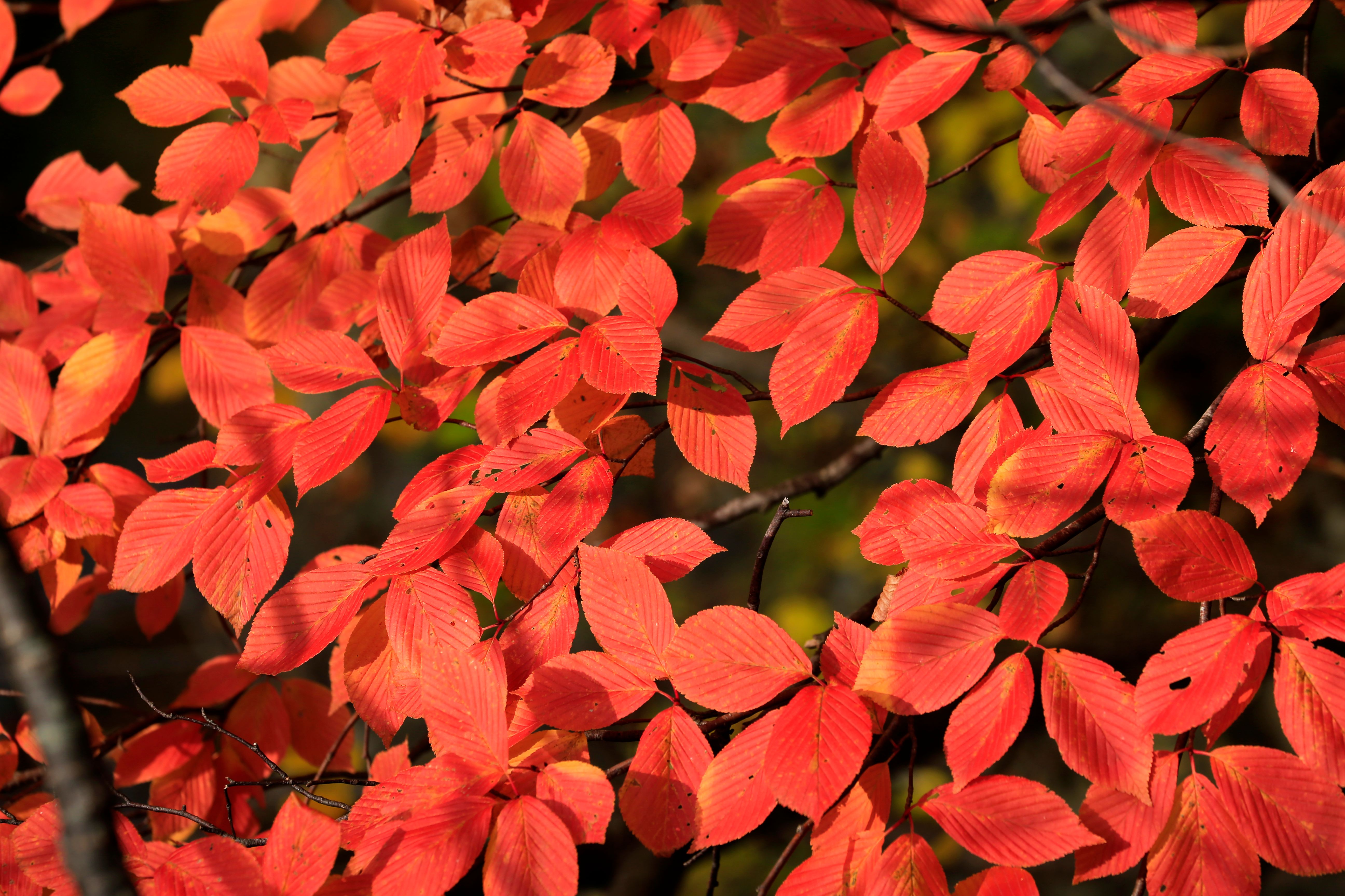 red leaves red leaves