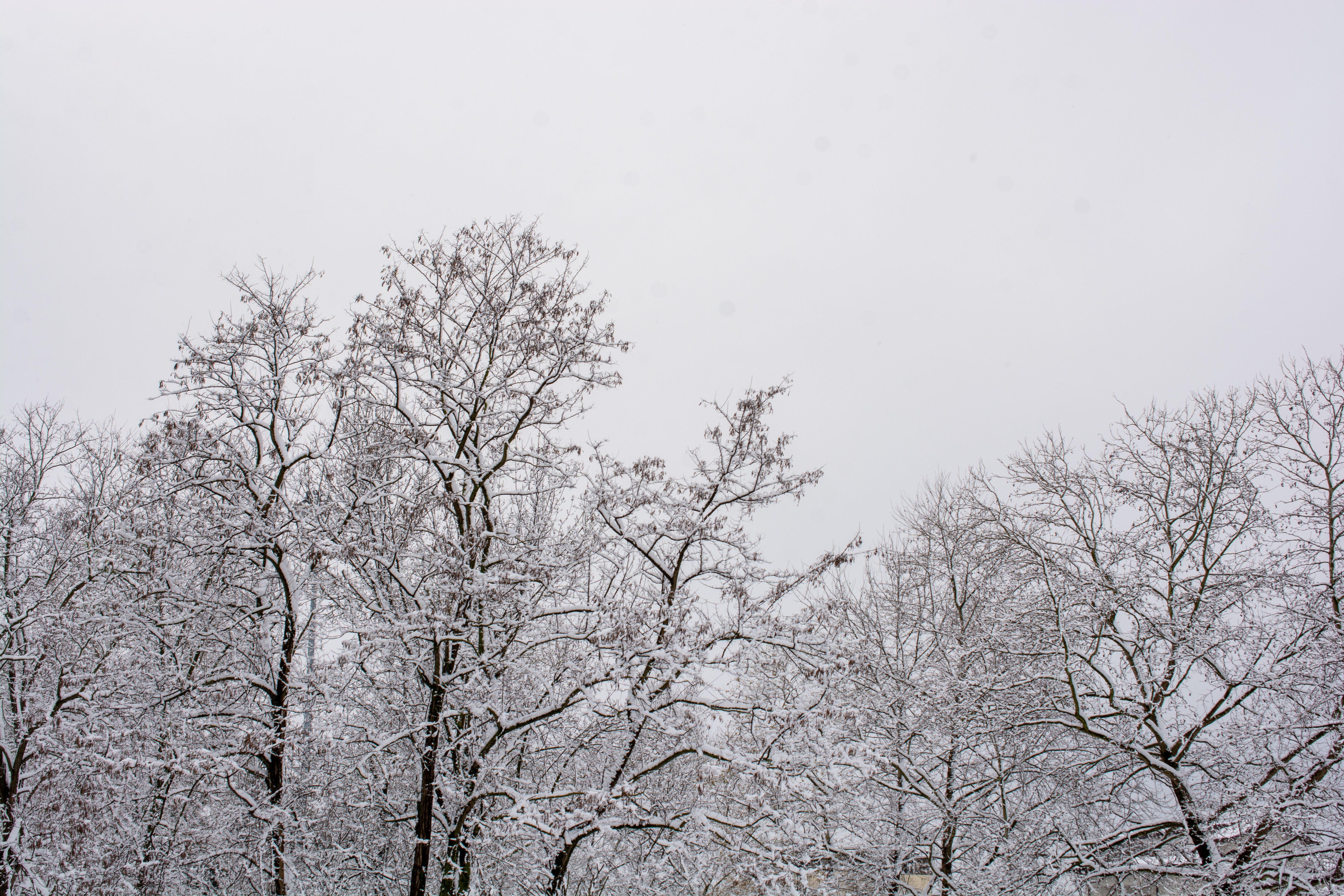 Winter trees Winter trees