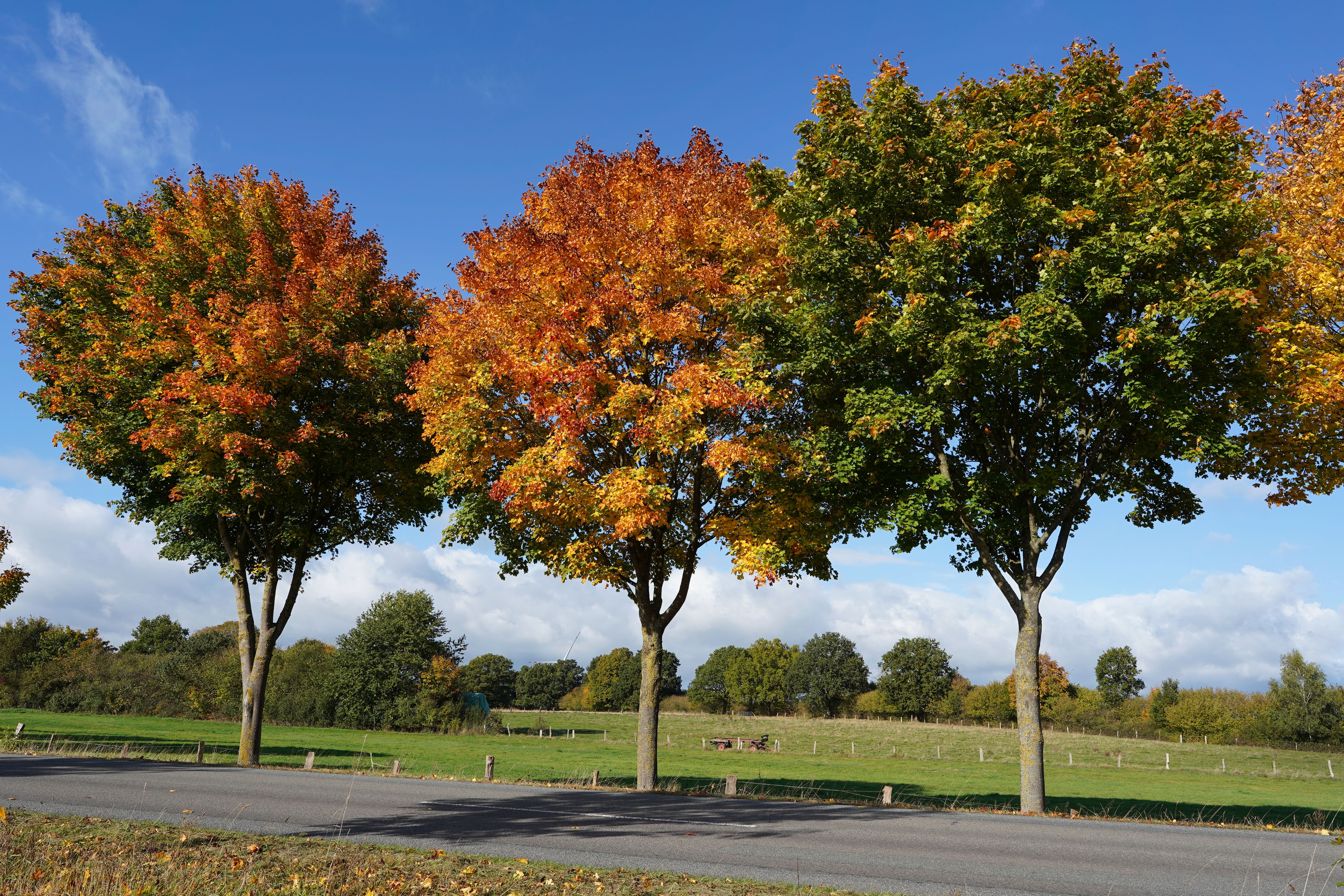 Autumn leaves
