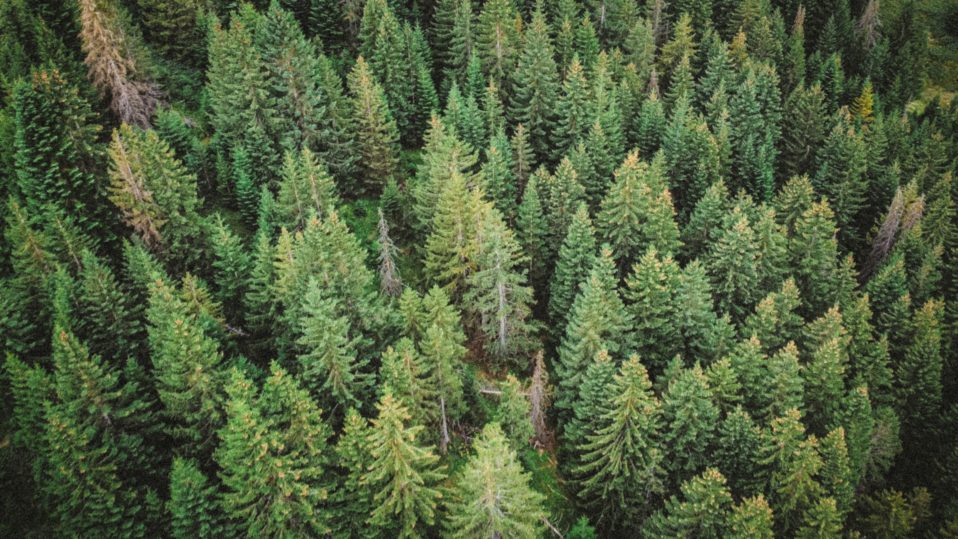 Evergreen trees Evergreen trees