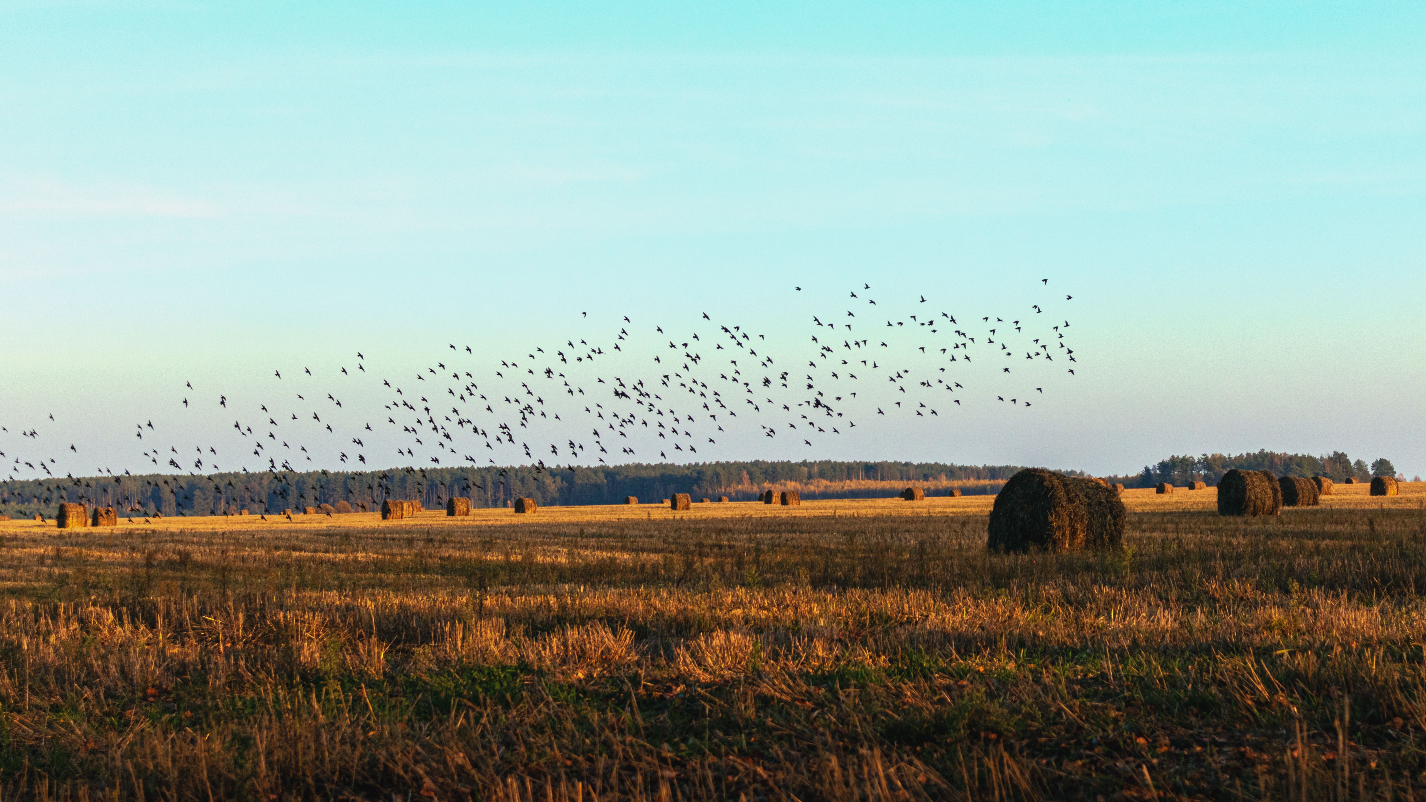 Flock of birds Flock of birds