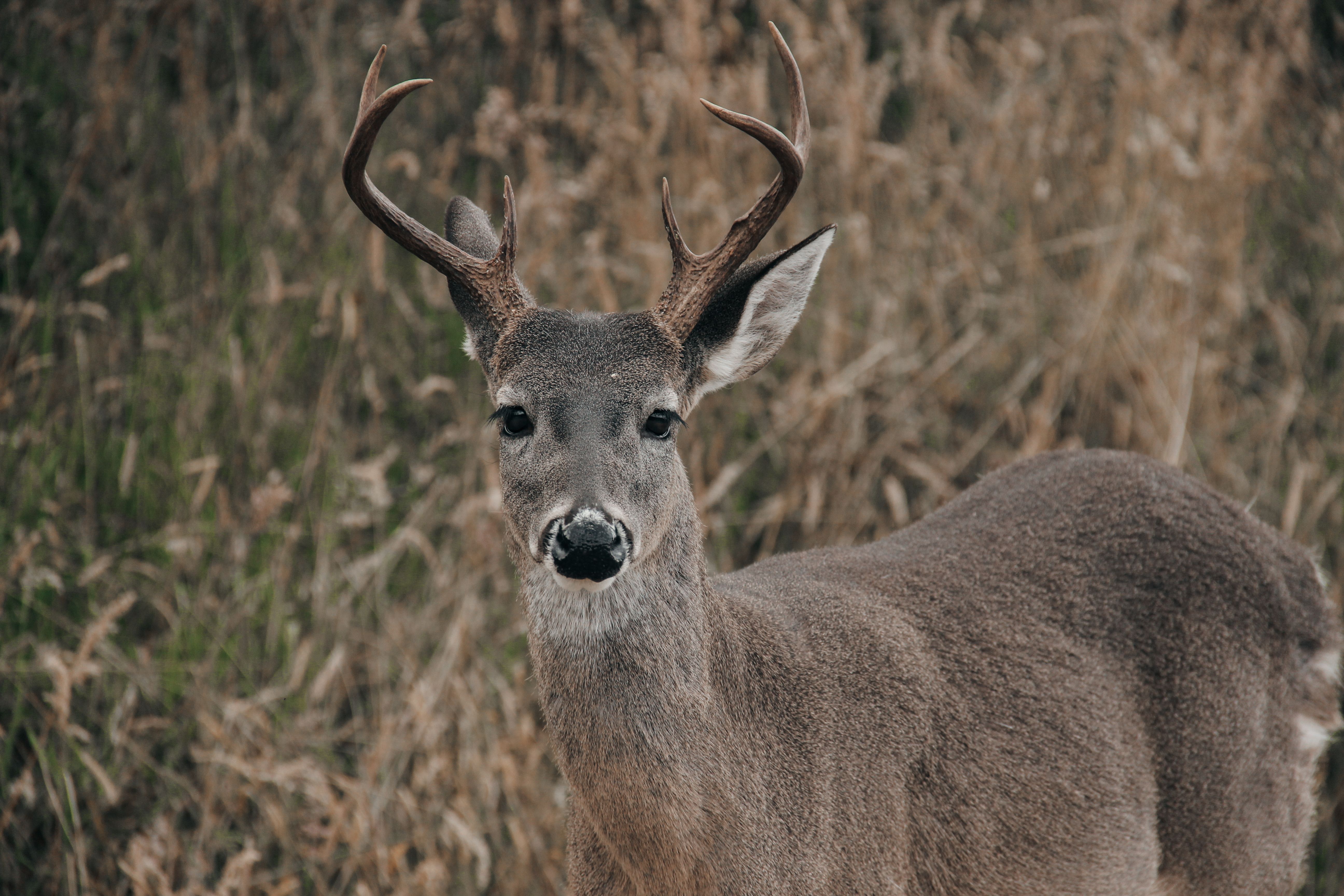 White-Tailed Deer White-Tailed Deer
