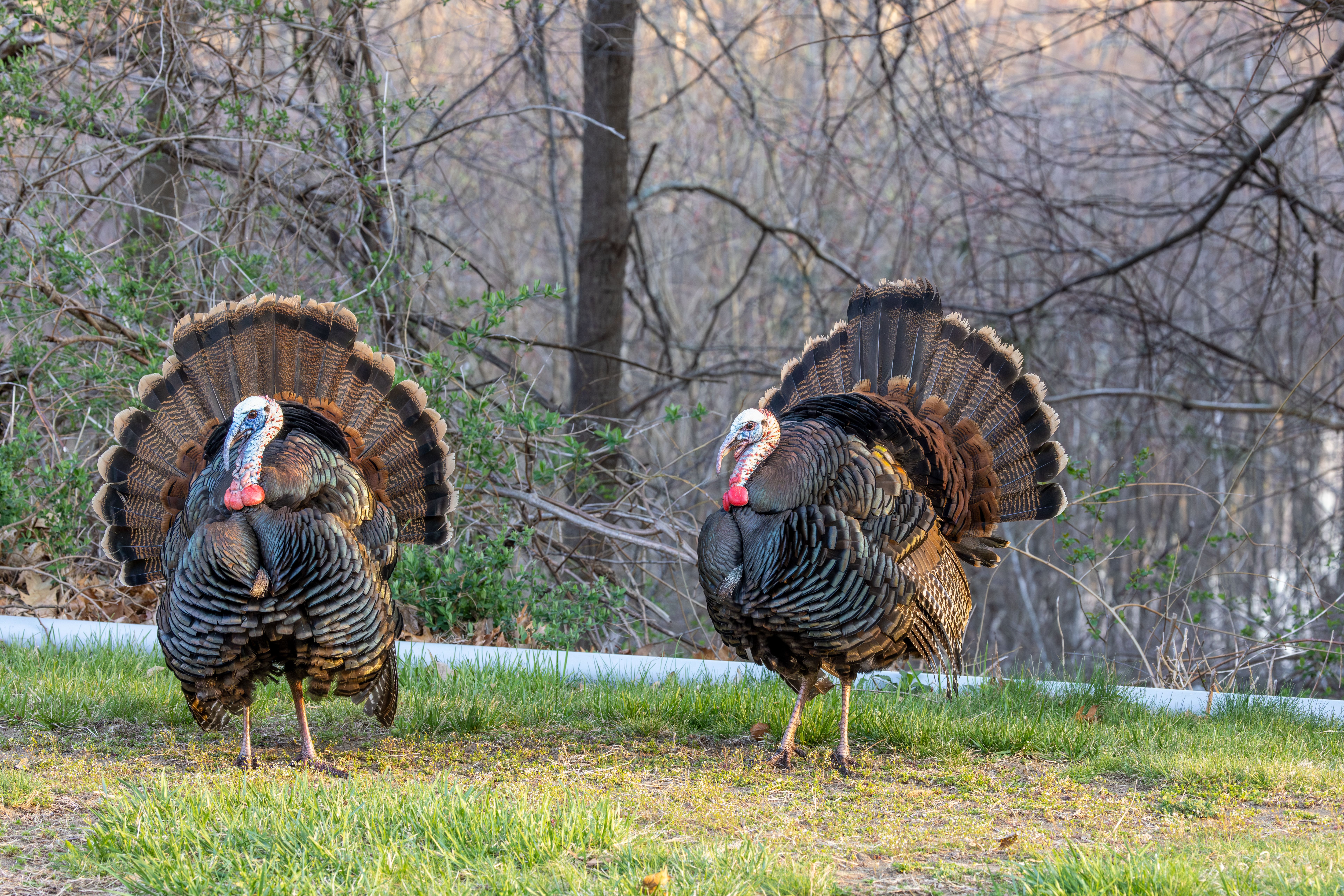Wild Turkeys Wild Turkeys