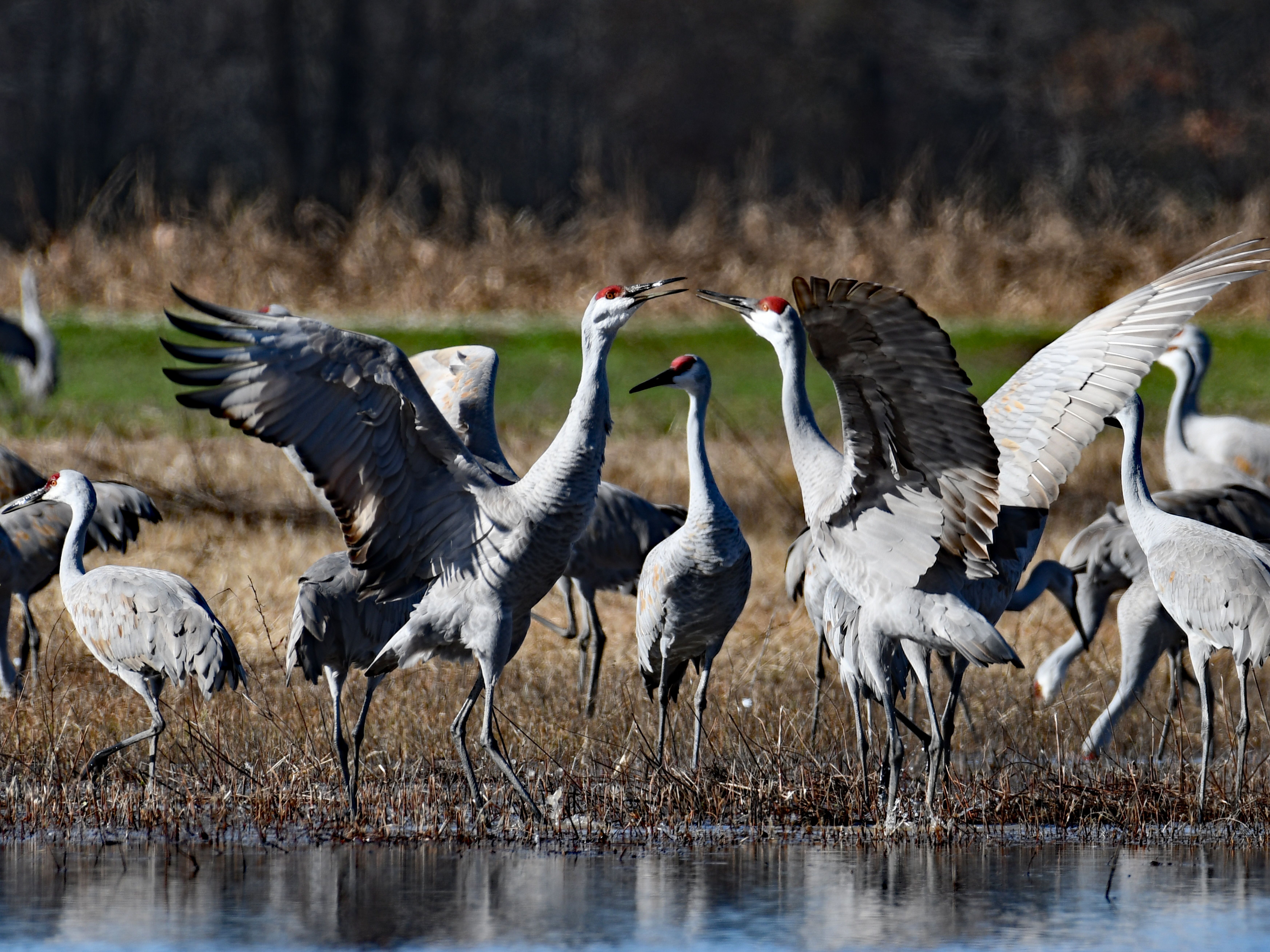 Sandhill Cranes Sandhill Cranes