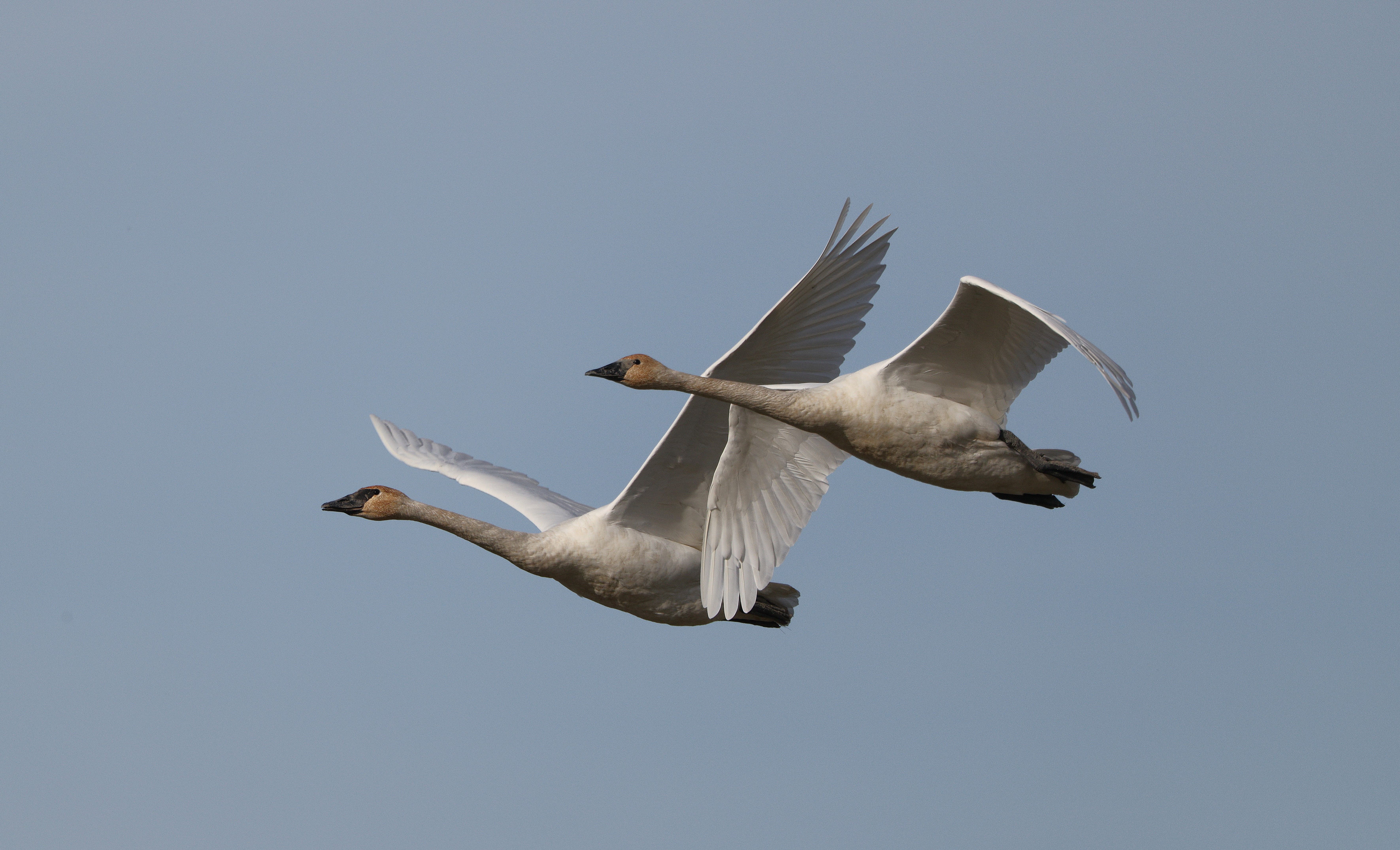 Tundra Swans Tundra Swans