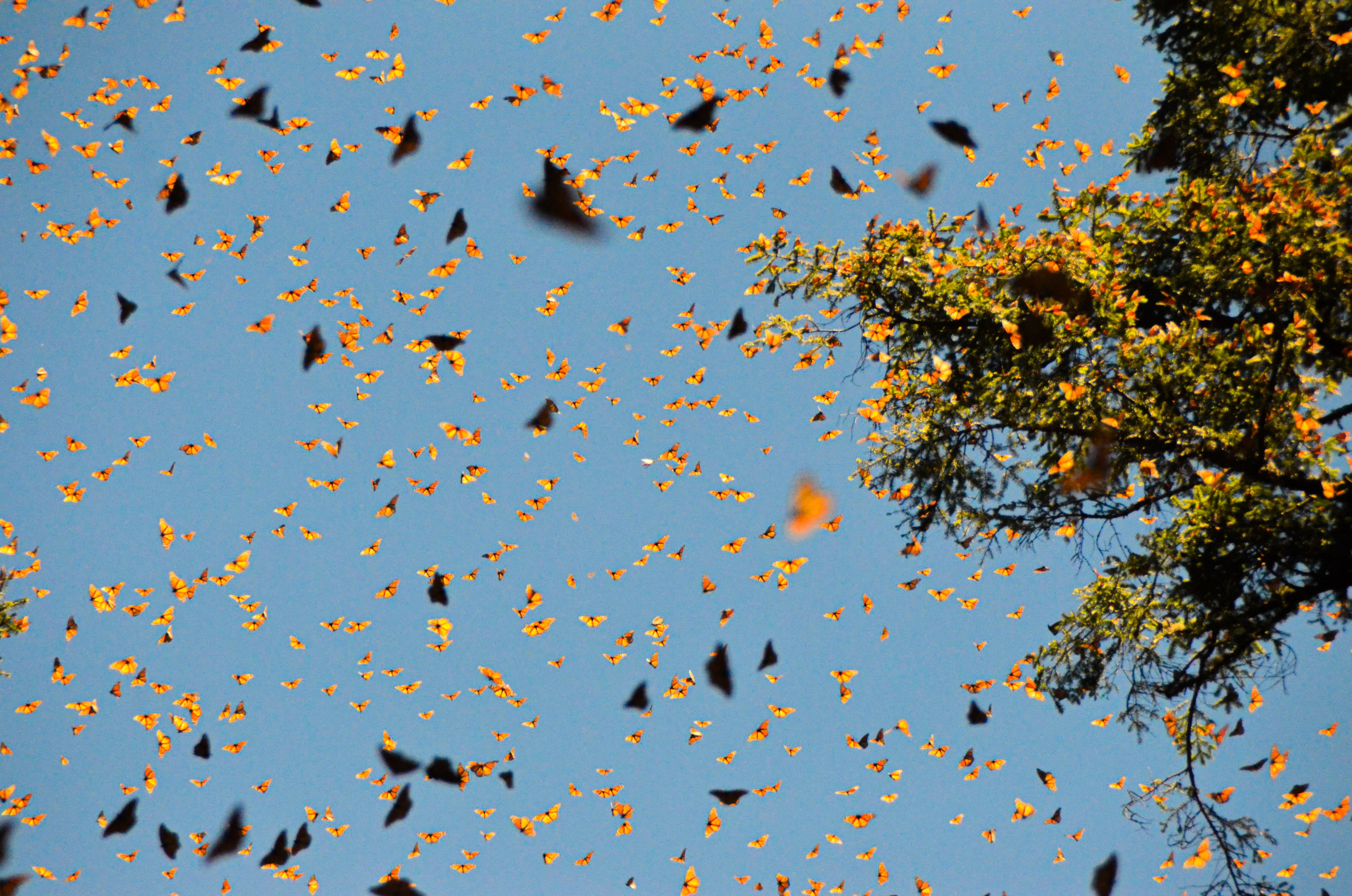 Monarch Butterflies Monarch Butterflies