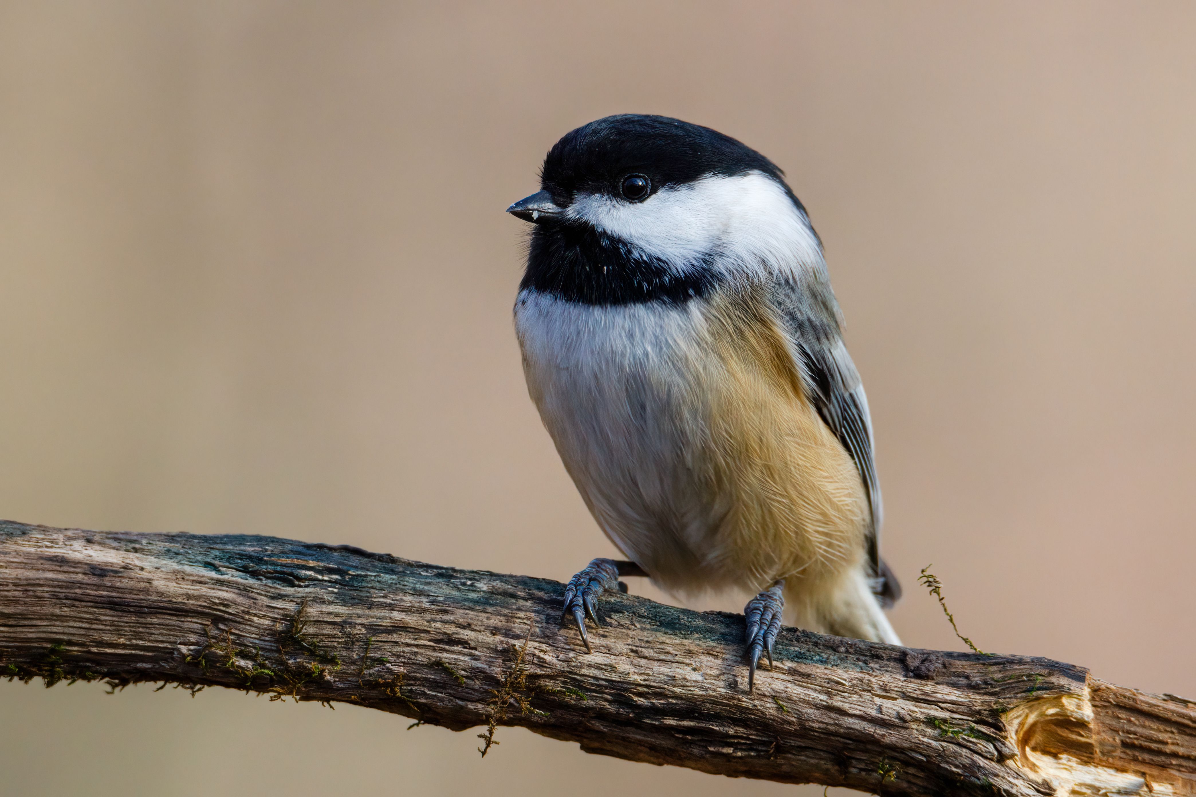 Black-Capped Chickadee Black-Capped Chickadee
