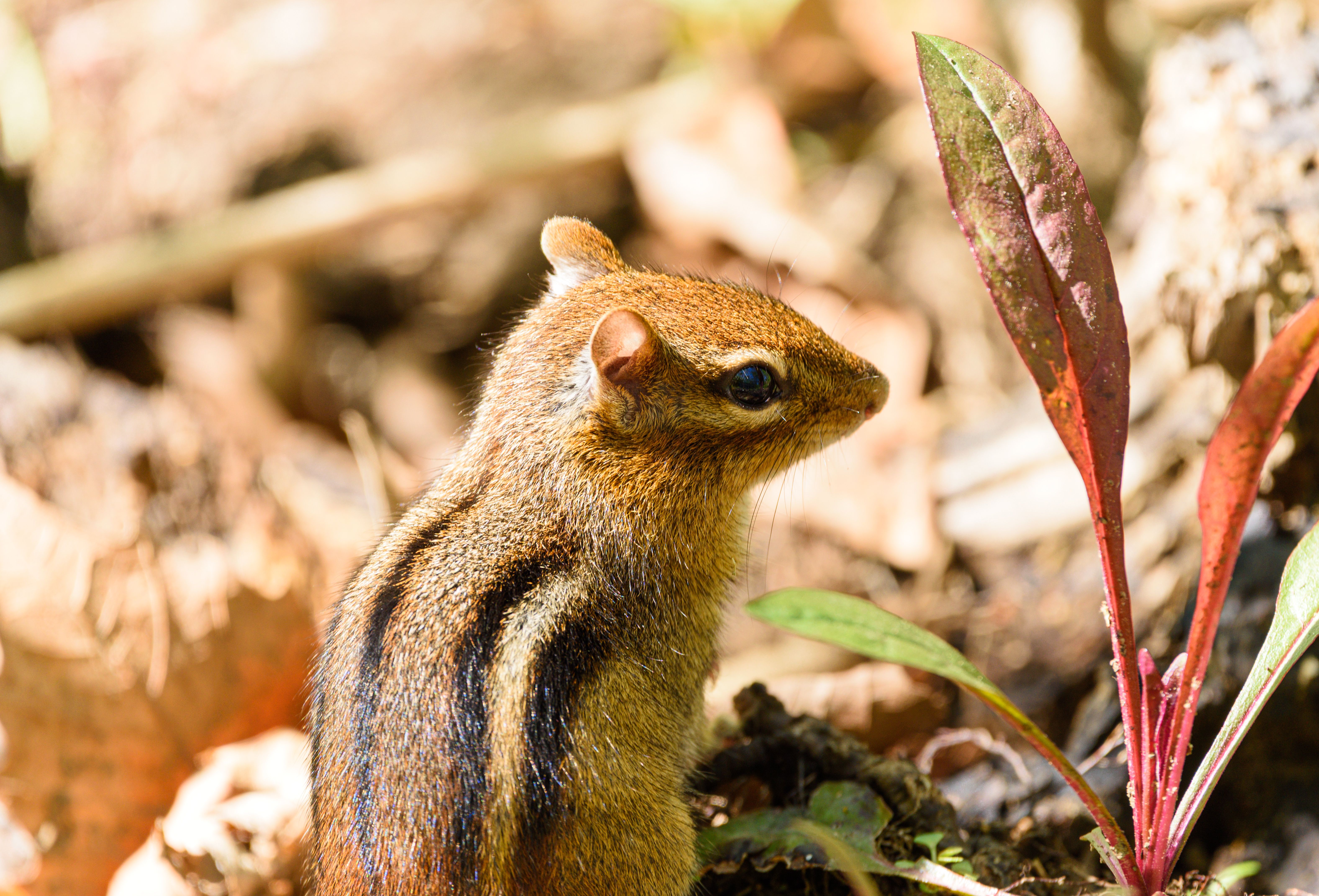 Eastern Chipmunk Eastern Chipmunk