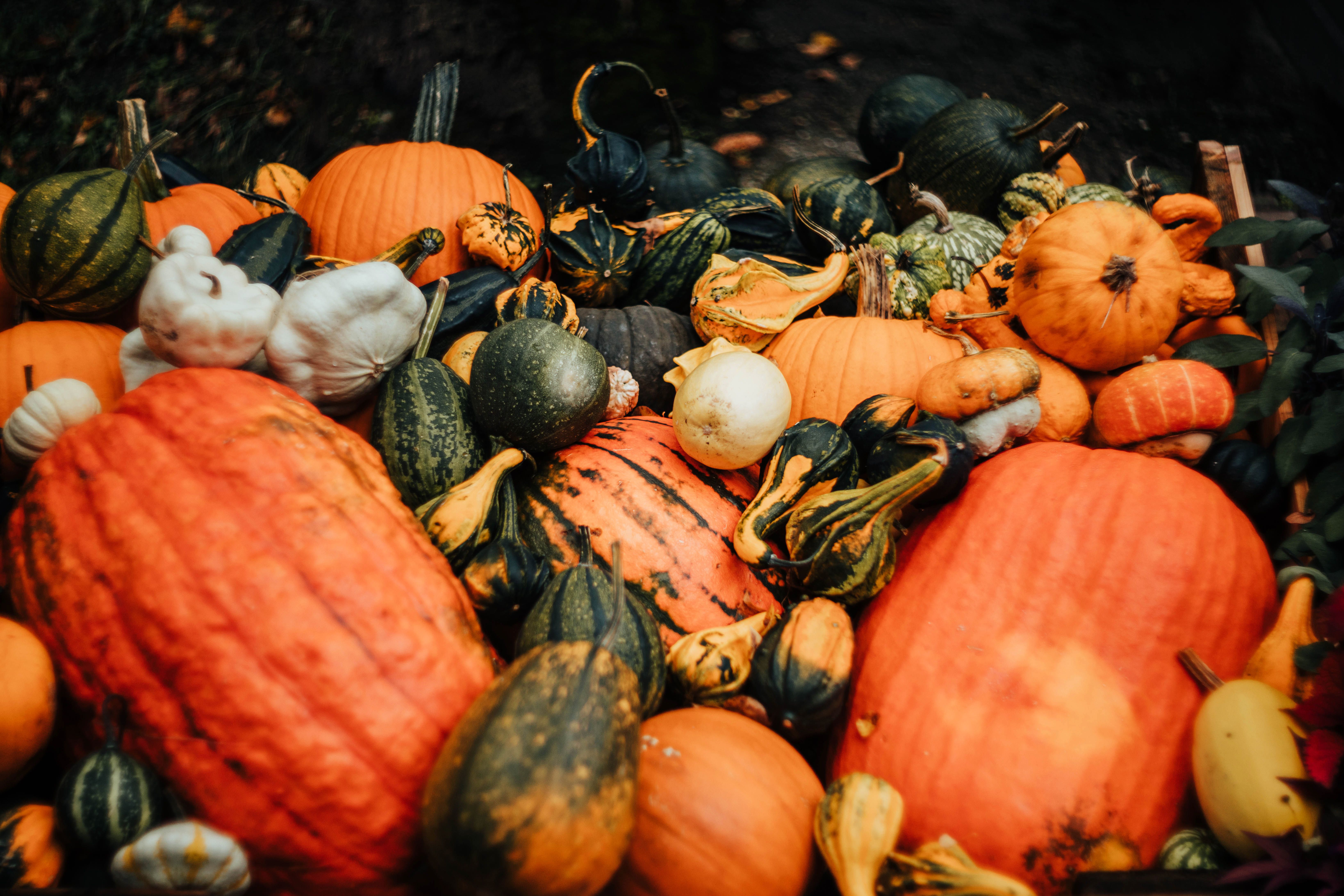 Pumpkins of all shapes and colors