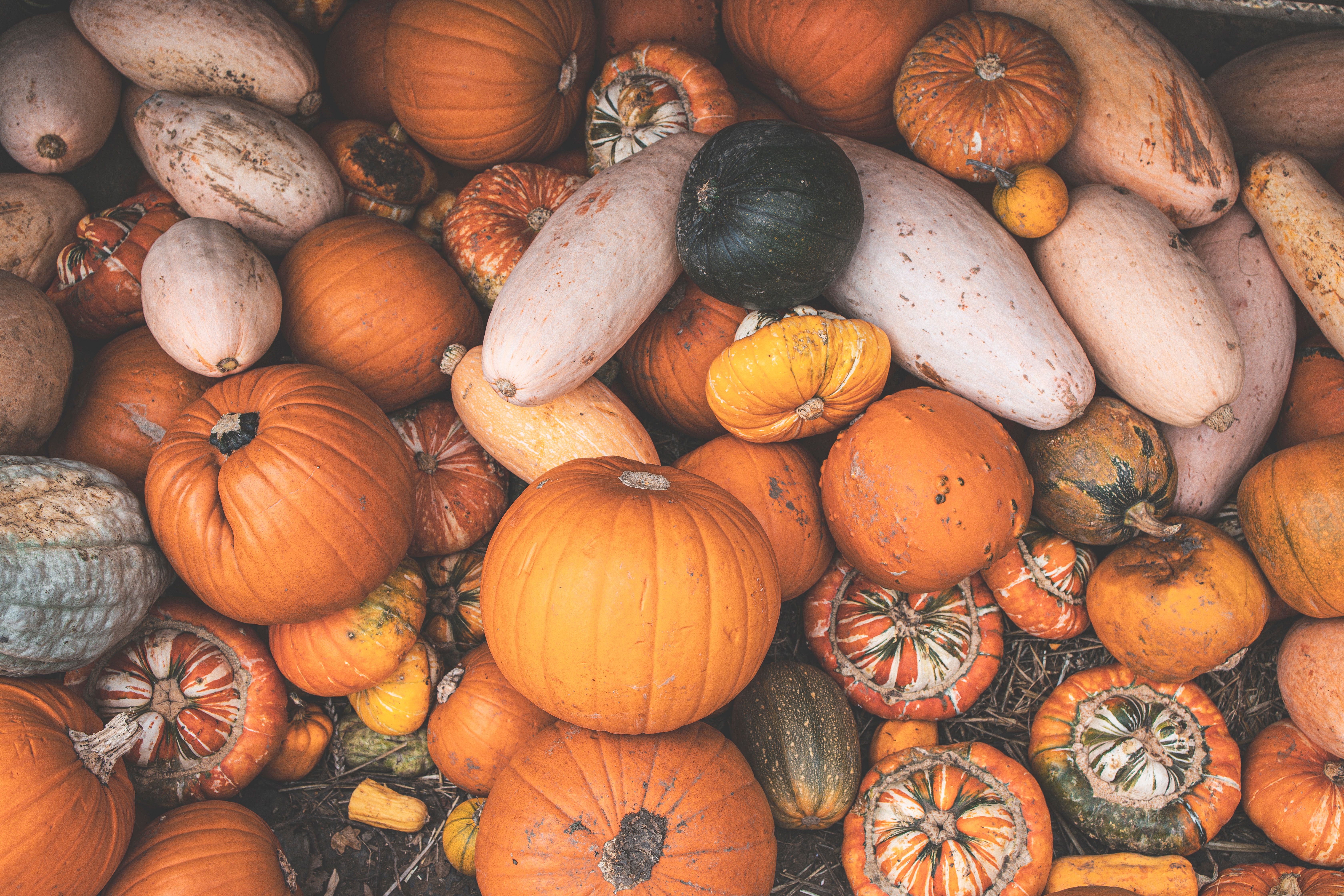 Pumpkin variety