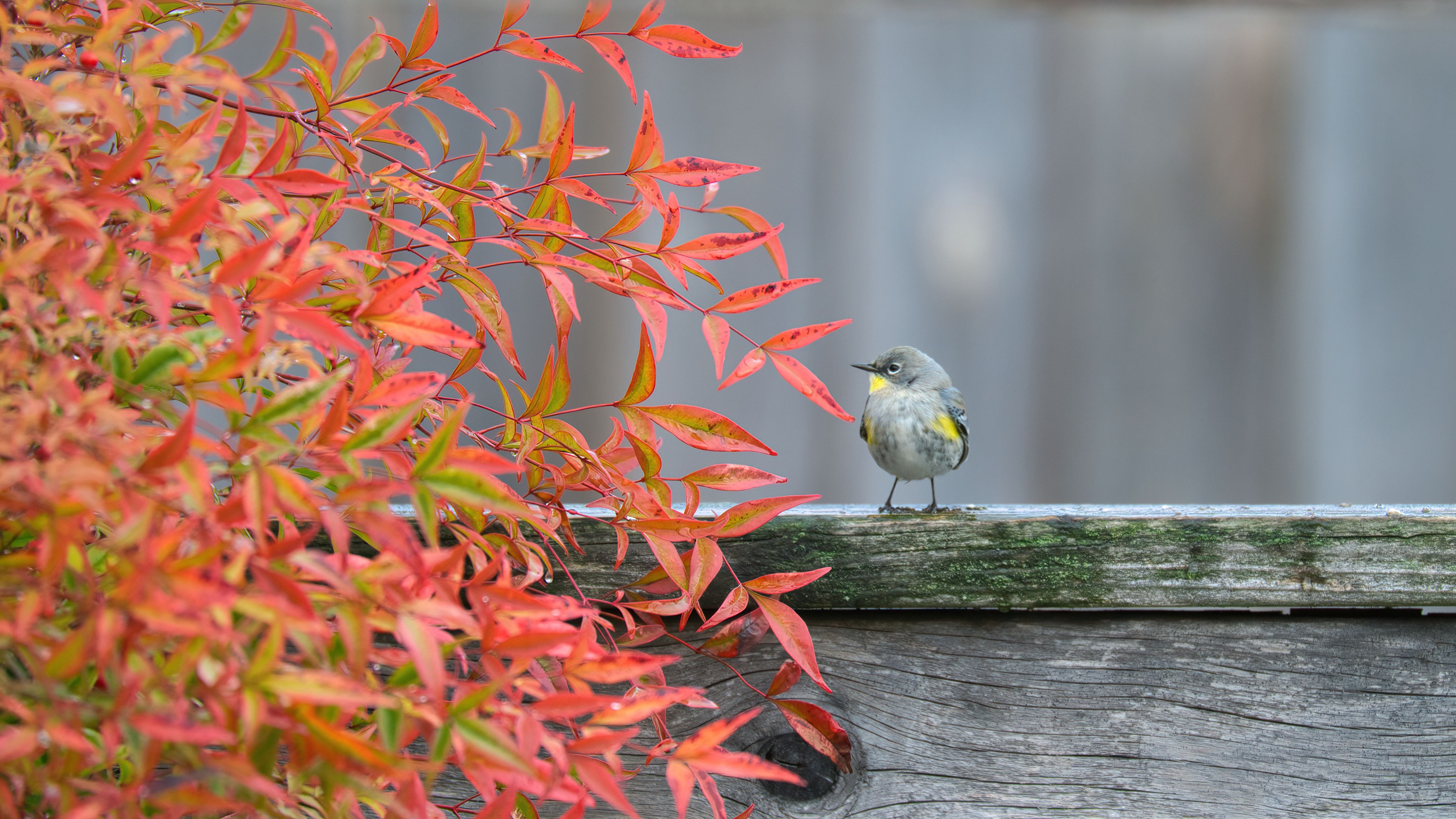Yellow-rumped Warbler Yellow-rumped Warbler