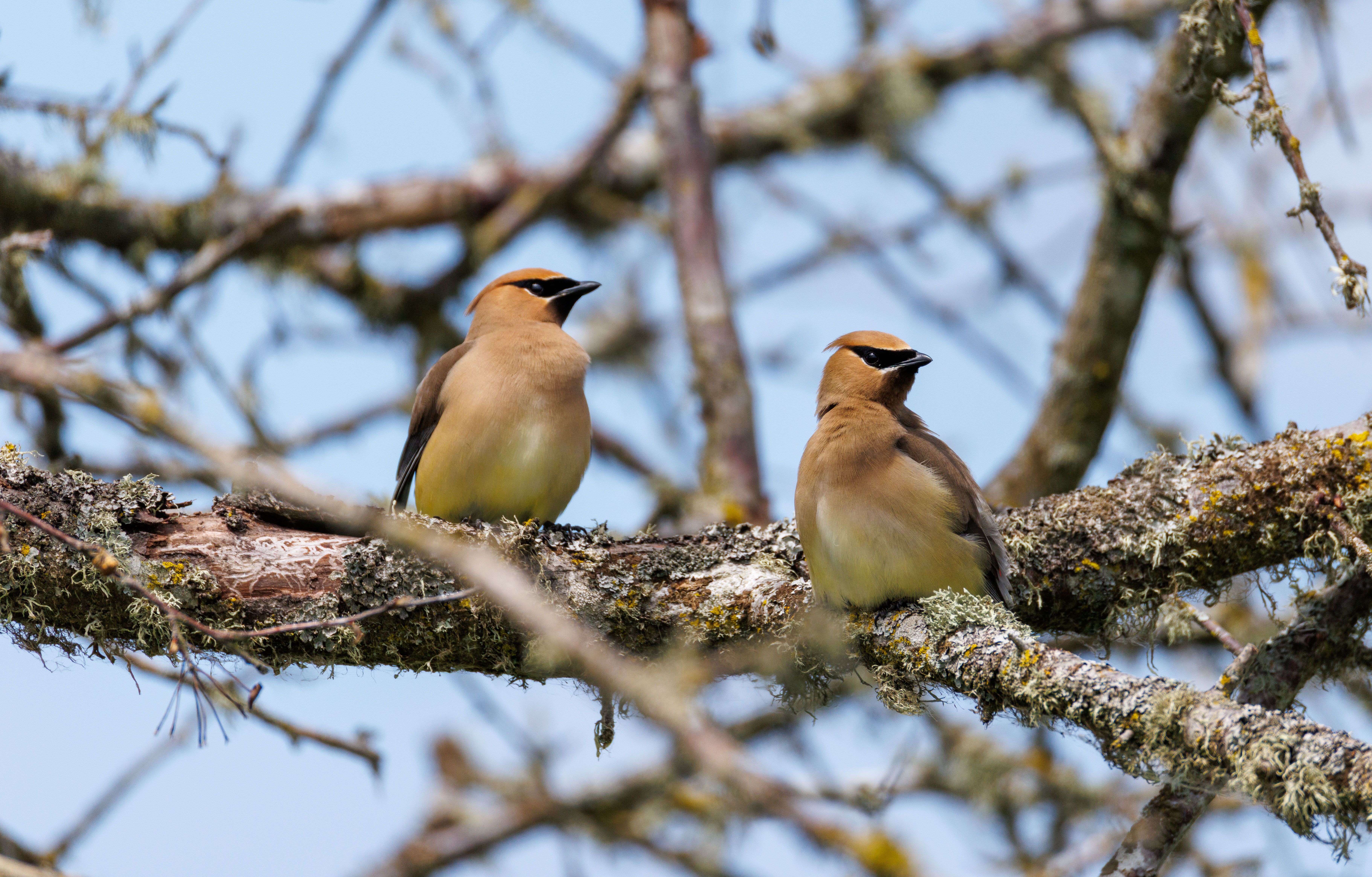 Cedar Waxwings Cedar Waxwings