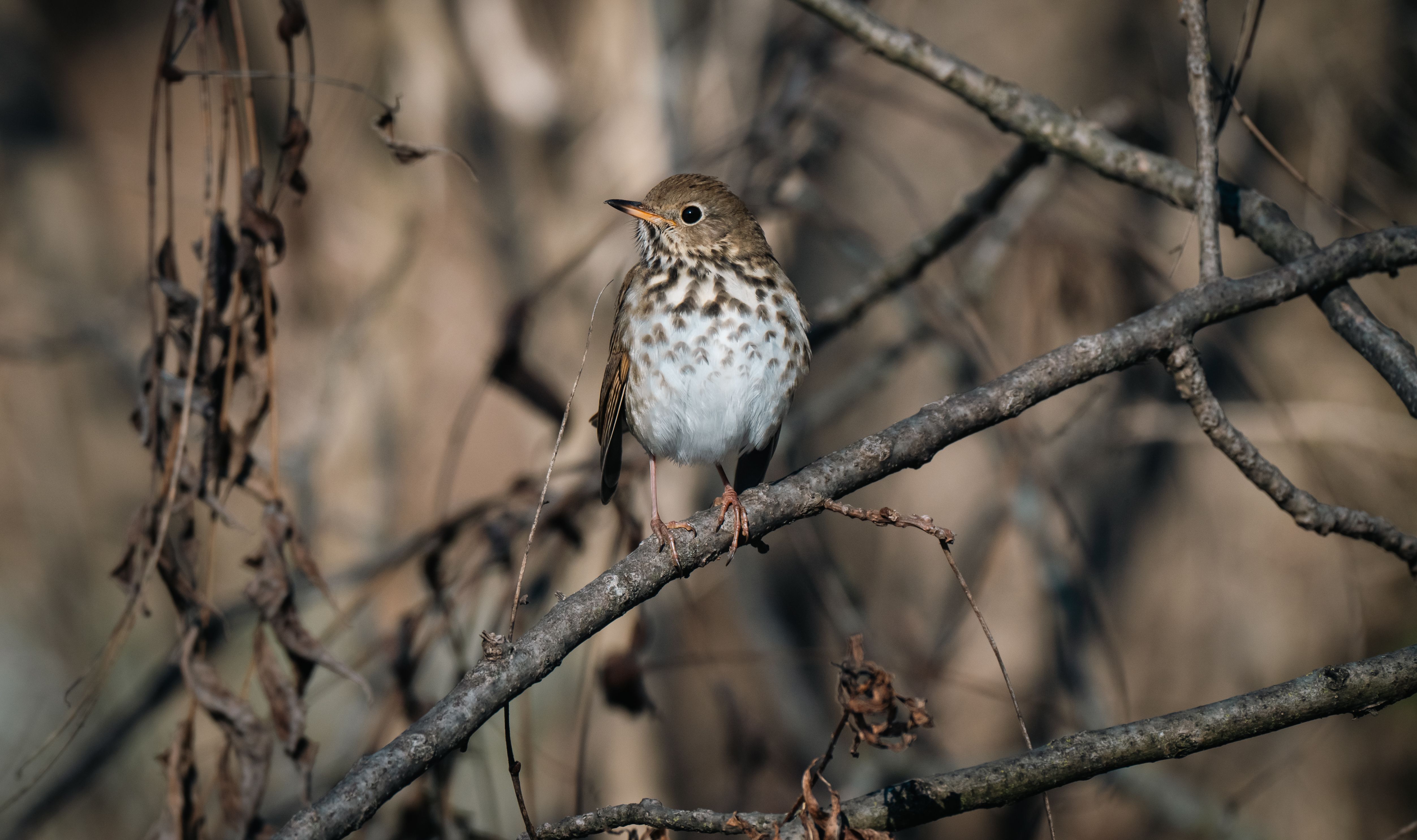 Hermit Thrush Hermit Thrush