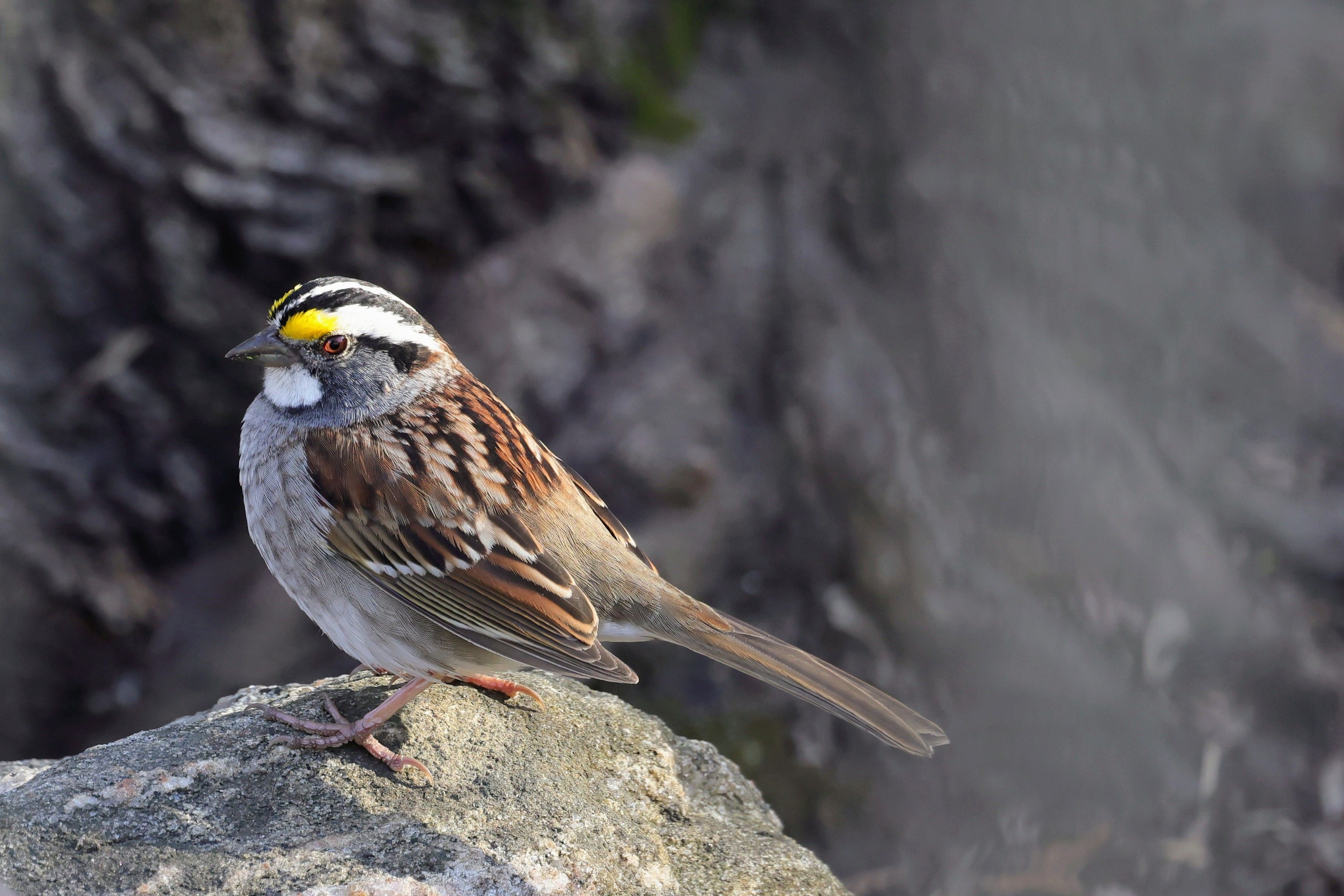 White-throated Sparrow White-throated Sparrow