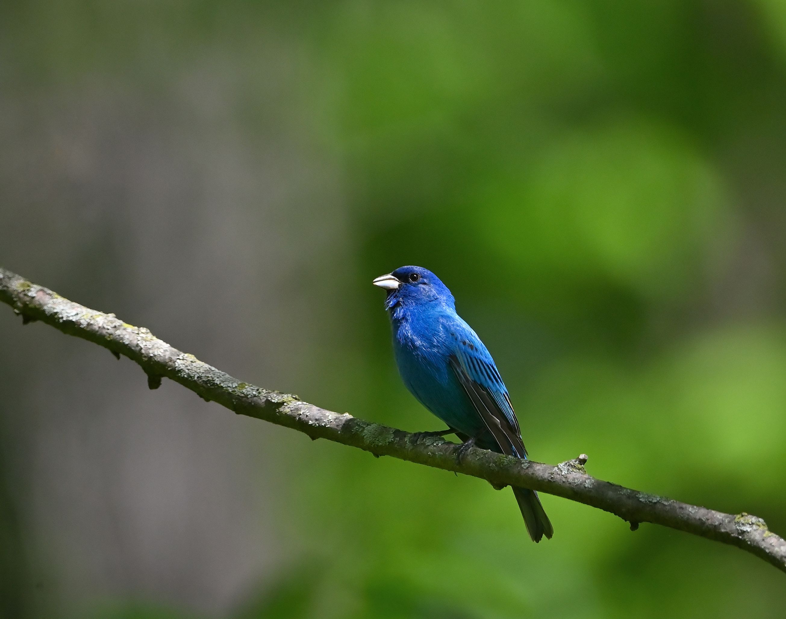 Indigo Bunting Indigo Bunting