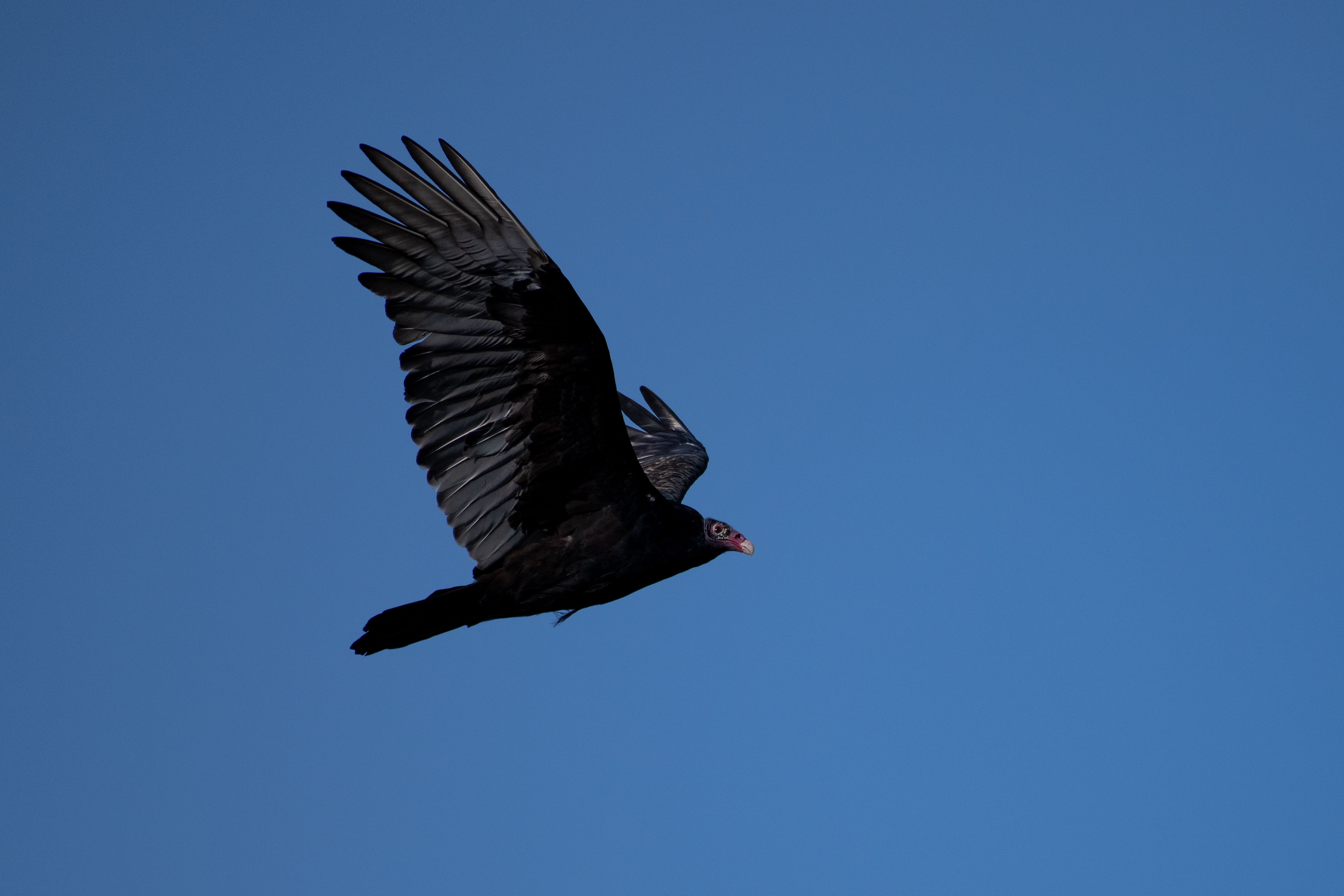 Turkey Vulture Turkey Vulture