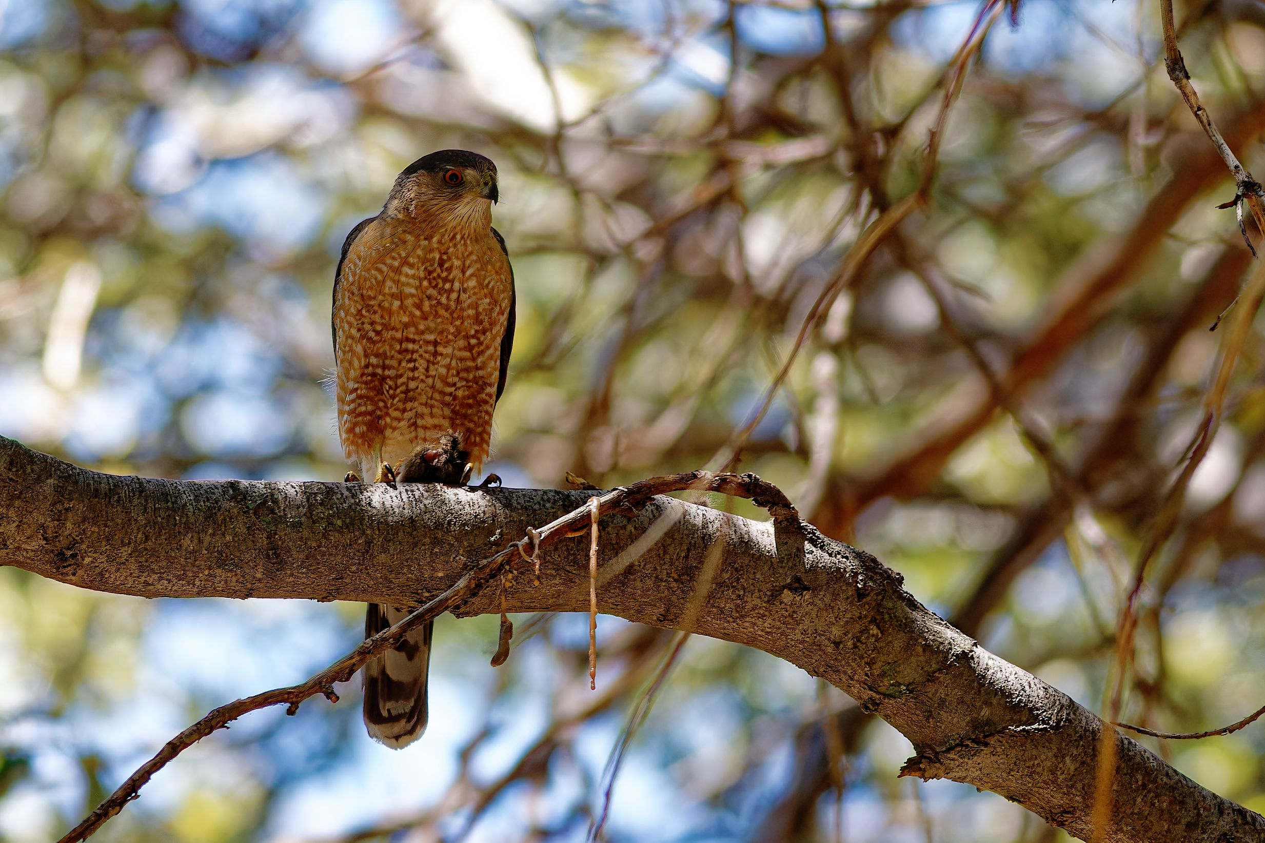 Cooper's Hawk Cooper's Hawk
