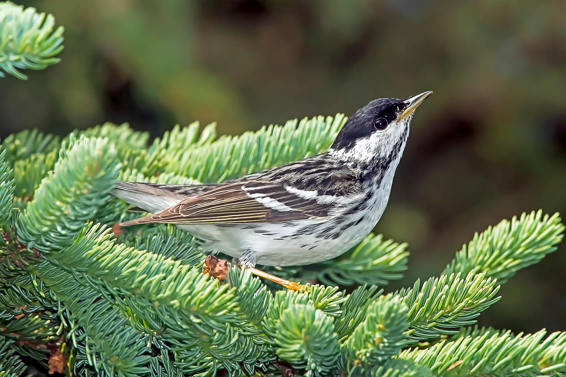 Blackpoll Warbler Blackpoll Warbler