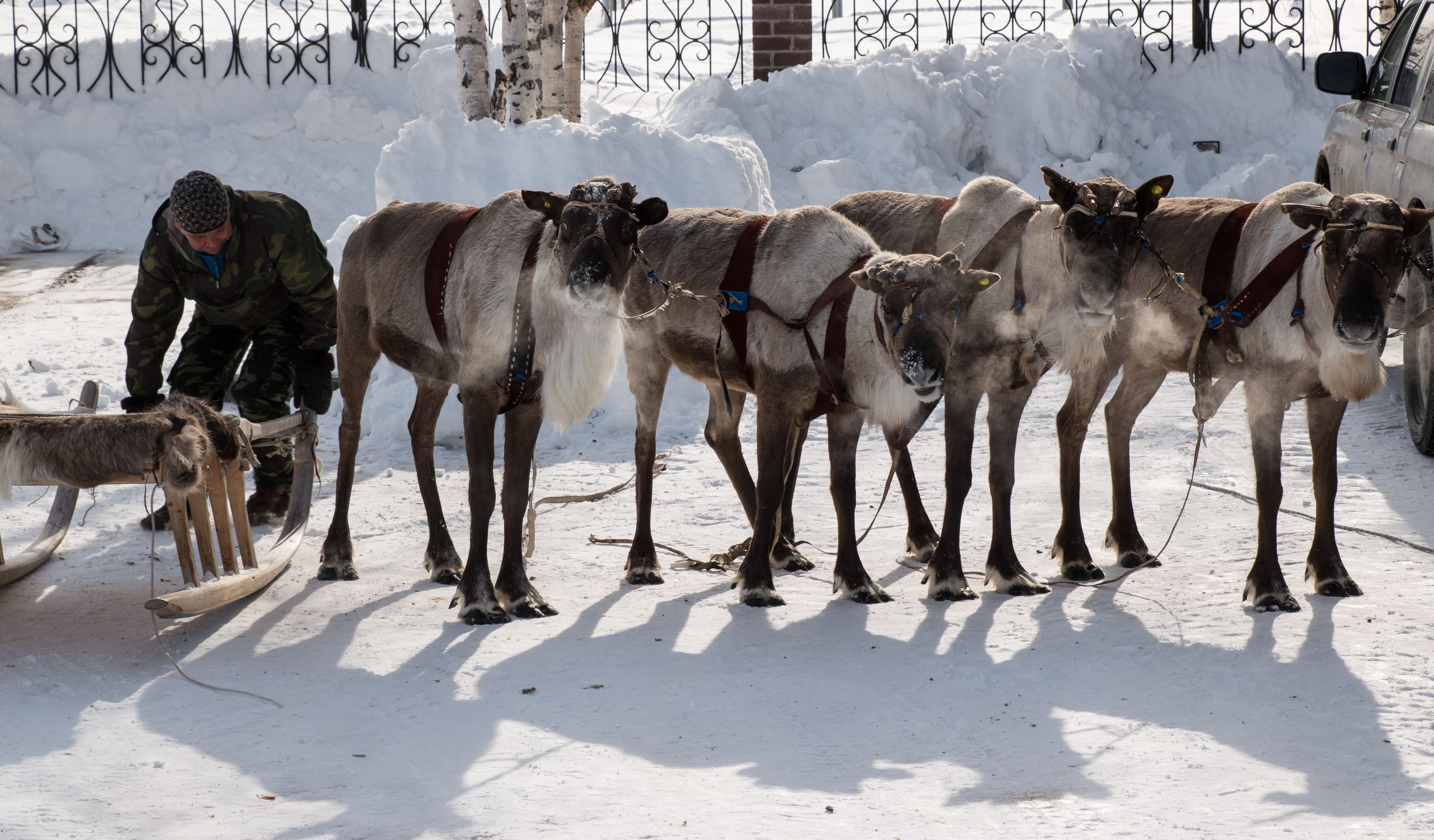 Santa's Reindeer Santa's Reindeer