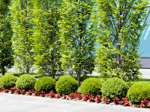 Commercial Landscaping in Port Orange