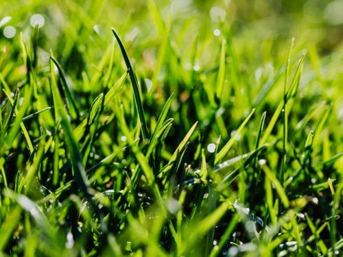 Daytona Beach Residential Lawn Care