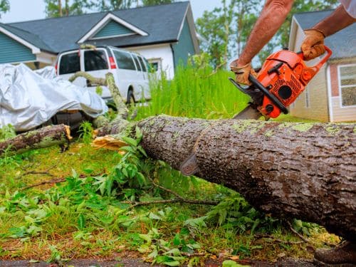 Daytona Beach Tree Trimming & Removal