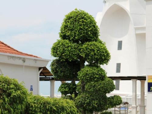 Daytona Beach Shrub & Bush Trimming