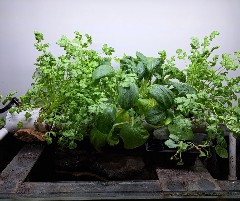 Backyard aquaponics with fish tank Backyard aquaponics with fish tank