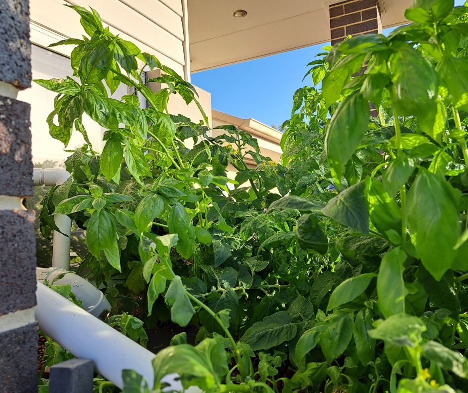 Image of a bunch of basil that is a Perennial Plant
