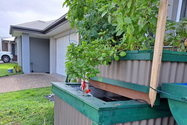 At home aquaponics system At home aquaponics system