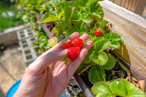 Strawberries looking fresh in a foodscaping garden