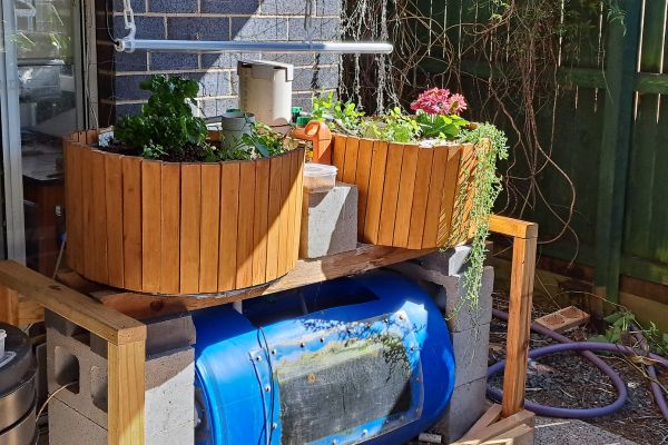 Image of a backyard aquaponics system