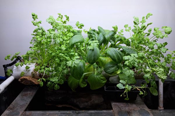 Image of a small space aquaponics system