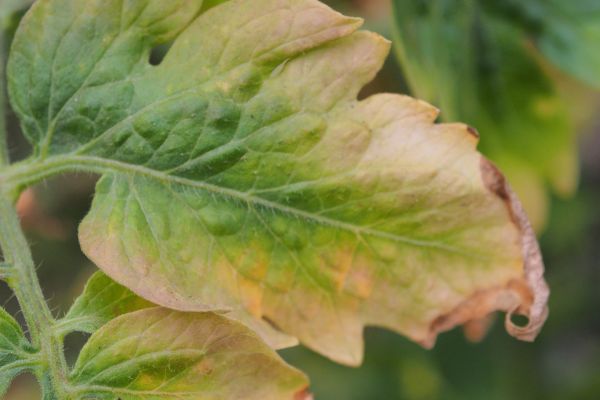 Image of leaves lacking nutrients