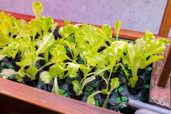 An image of lettuce growing in a aquaponics system