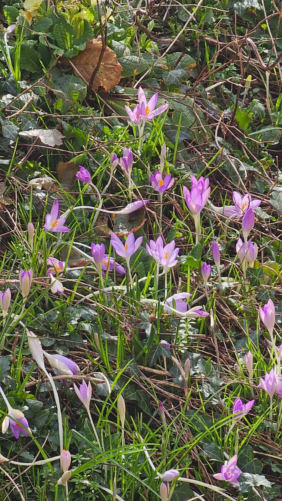 Crocuses, Scarborough. February 2026. Barbara Payman
