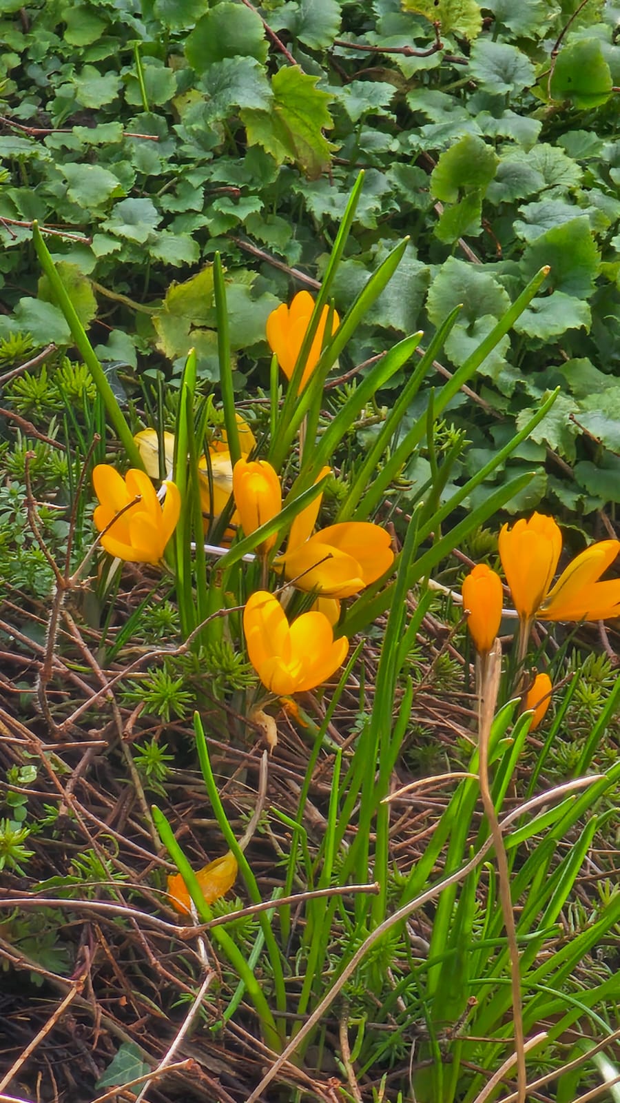 Crocuses, Scarborough. February 2026. Barbara Payman