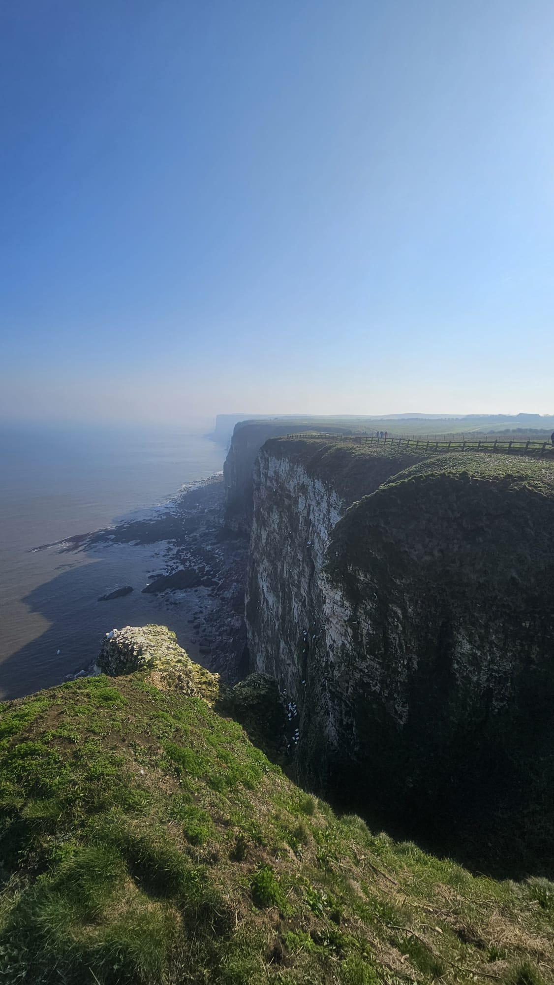 Bempton RSPB Reserve. March 2026. Barbara Payman.