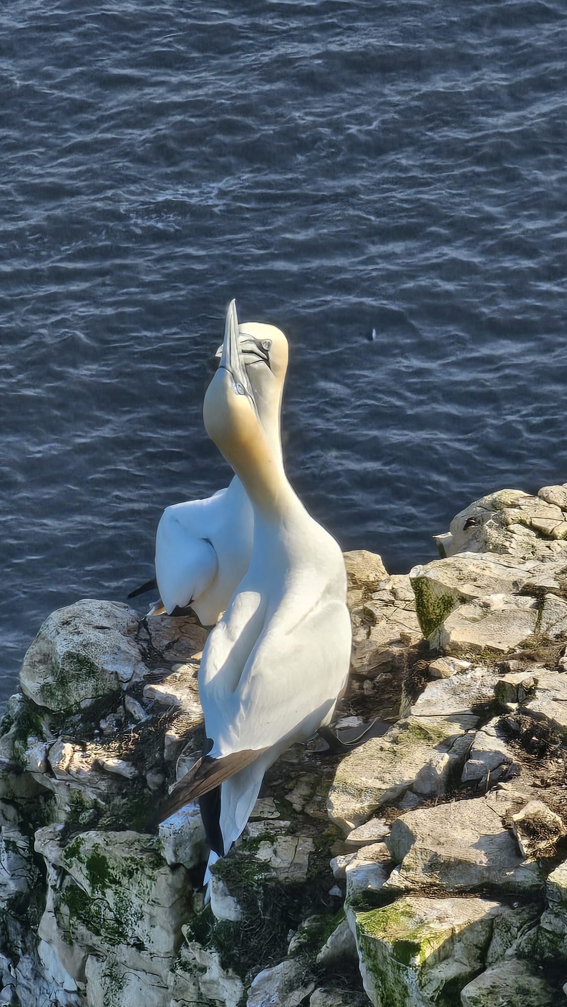 Gannets, Bempton. March 2026. Barbara Payman.
