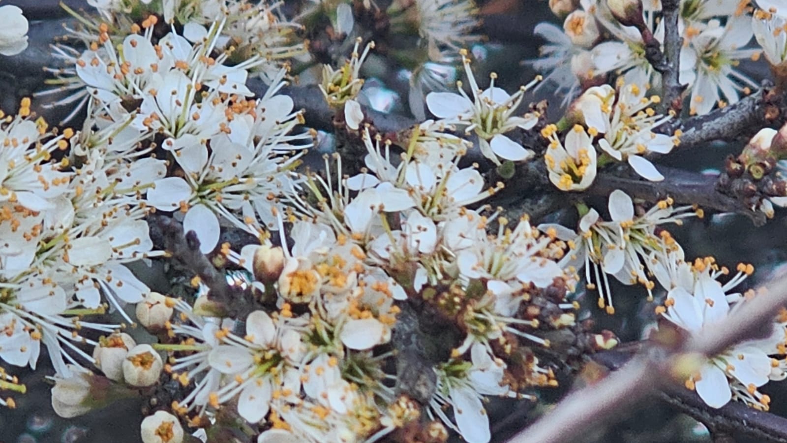 Blackthorn blossom. March 2026. Barbara Payman.