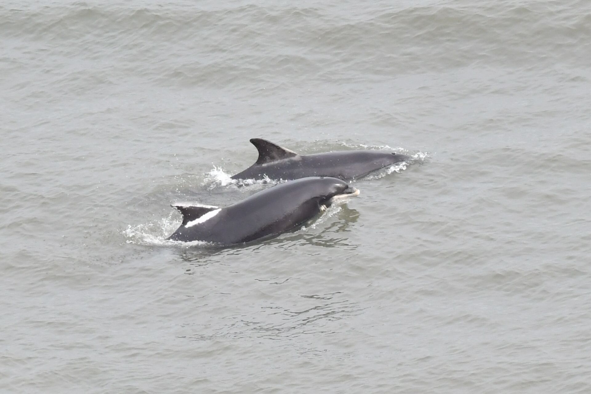 'Runny Paint'. Bempton April 2026. Thanks to James Davies.