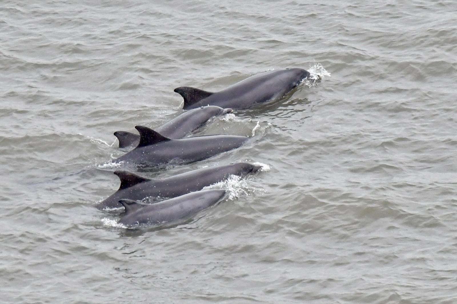 Bottle-nosed dolphins, Bempton. April 2026. James Davies.