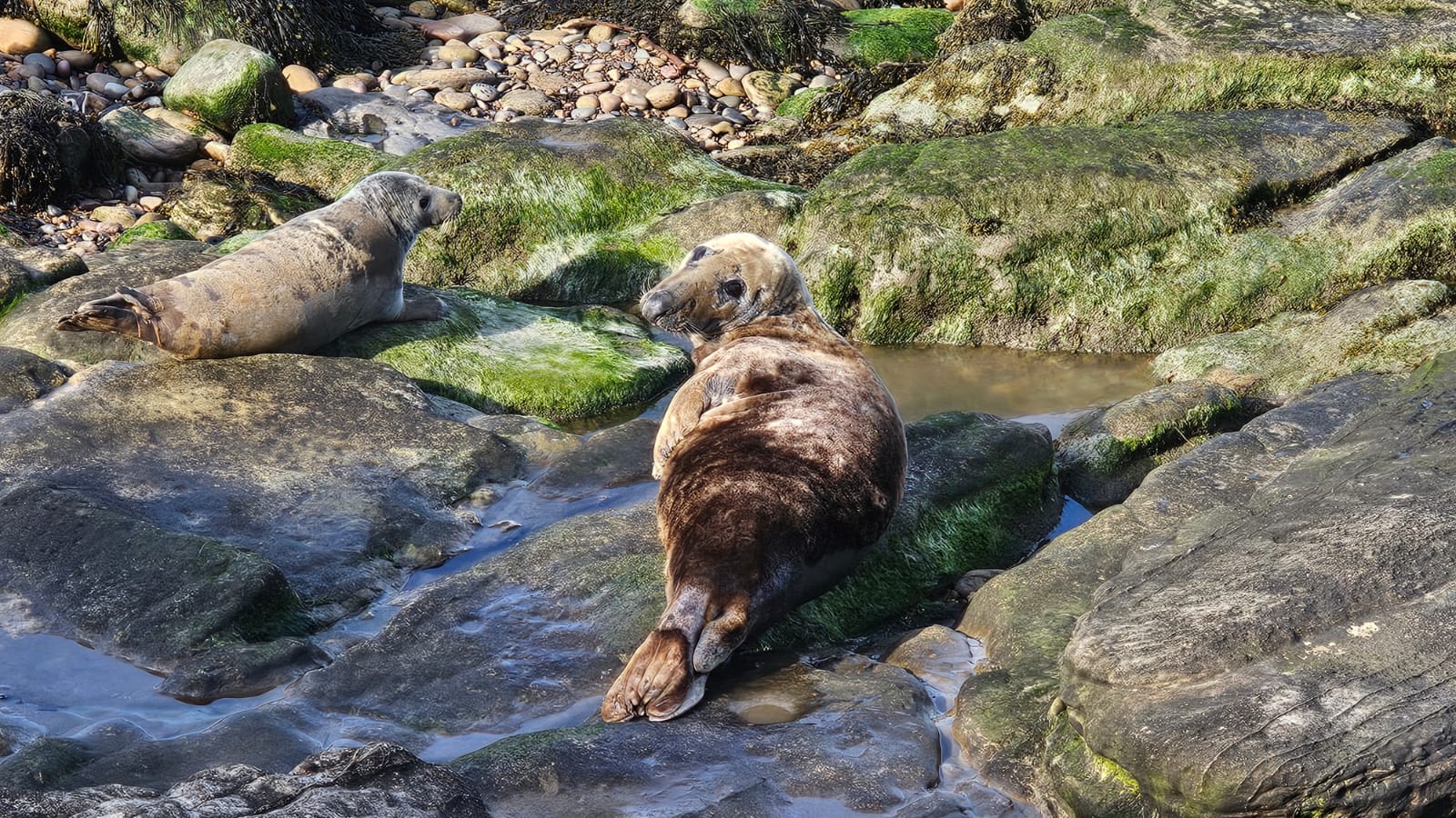 Seals. St. Mary's island. April 2026. Barbara Payman.