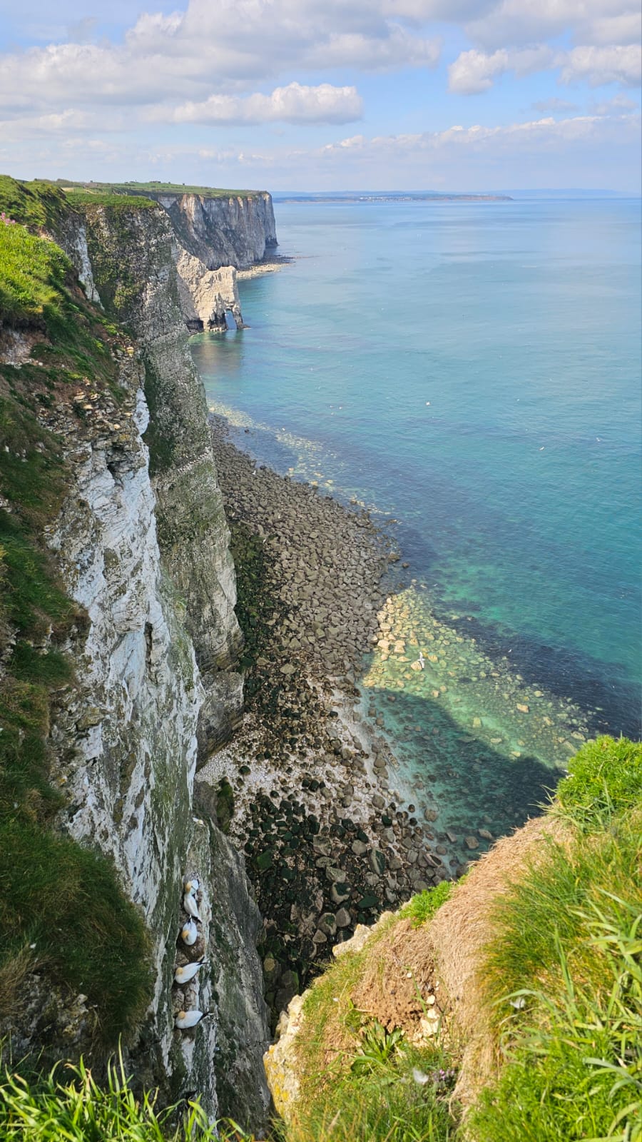Bempton. May 2026. Barbara Payman. Bempton. May 2026. Barbara Payman.