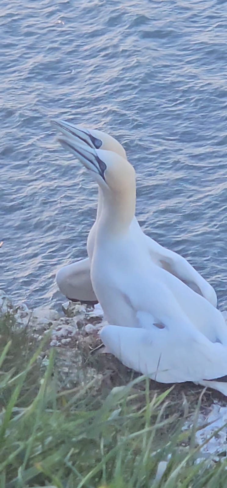 Gannets, Bempton. May 2026. Barbara Payman. Gannets, Bempton. May 2026. Barbara Payman.