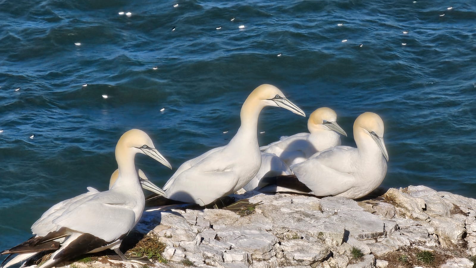 Gannet pair, monitored nest. Bempton May 2026. Barbara Payman. Gannet pair, monitored nest. Bempton May 2026. Barbara Payman.