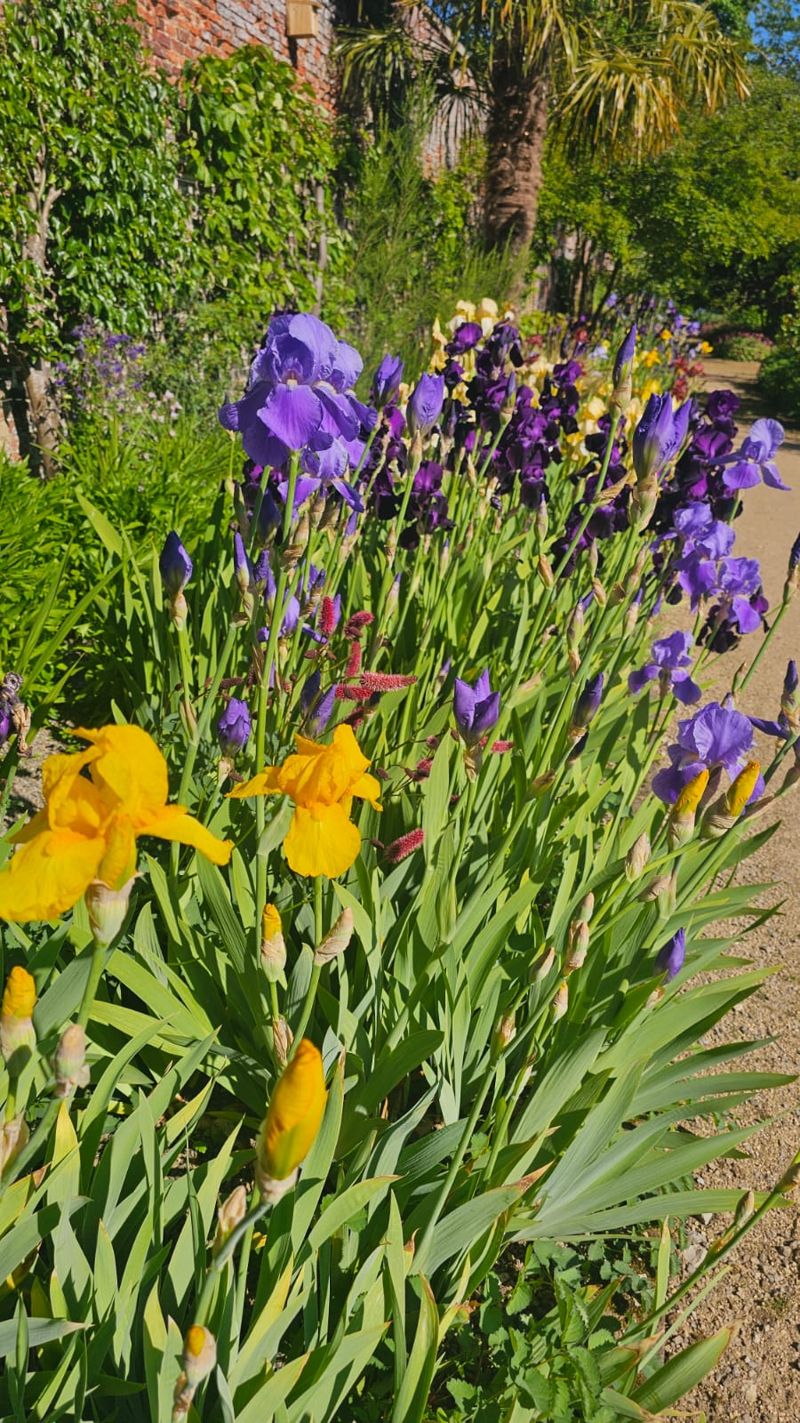 Helmsley walled garden. May 2026. Barbara Payman. 3 Helmsley walled garden. May 2026. Barbara Payman. 3