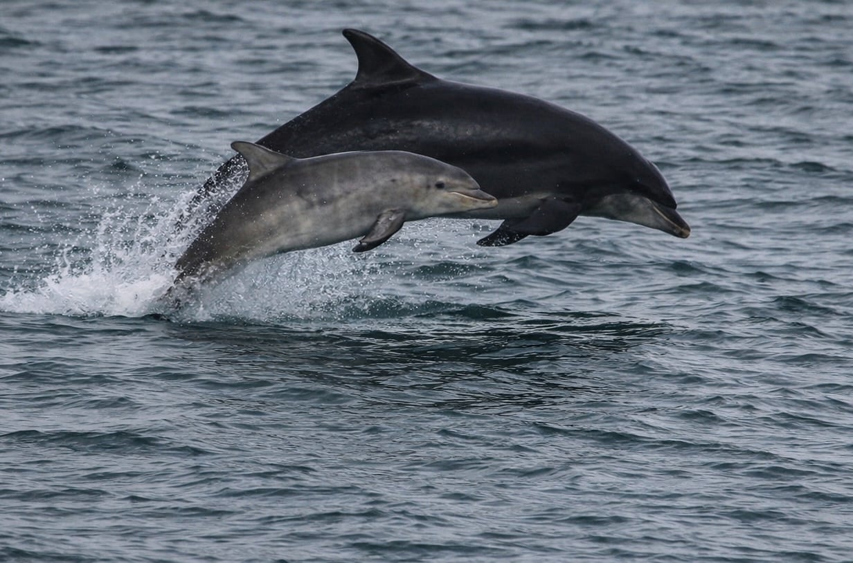 Bottle-nosed dolphin: Mother and calf. Scarborough, June 2026 Bottle-nosed dolphin: Mother and calf. Scarborough, June 2026